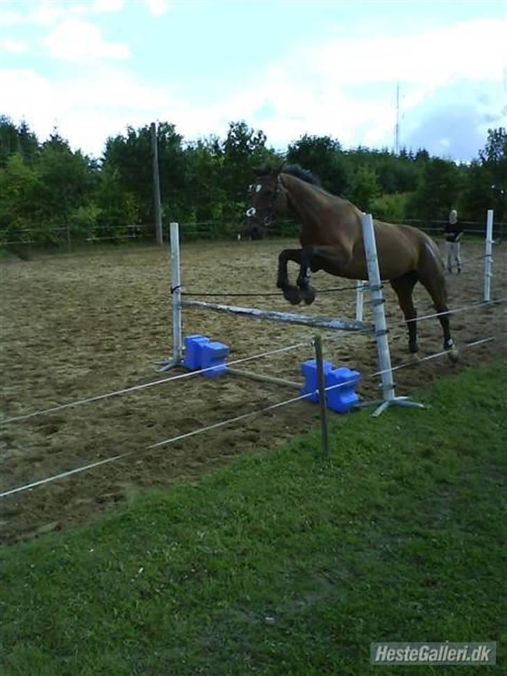 Dansk Varmblod Benjamin - den store. <3 billede 5