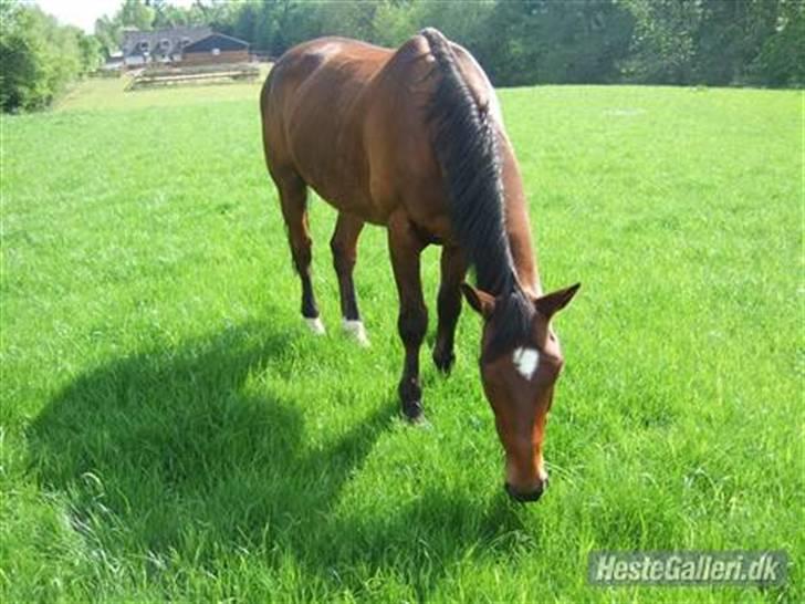Dansk Varmblod Benjamin - den store. <3 billede 6