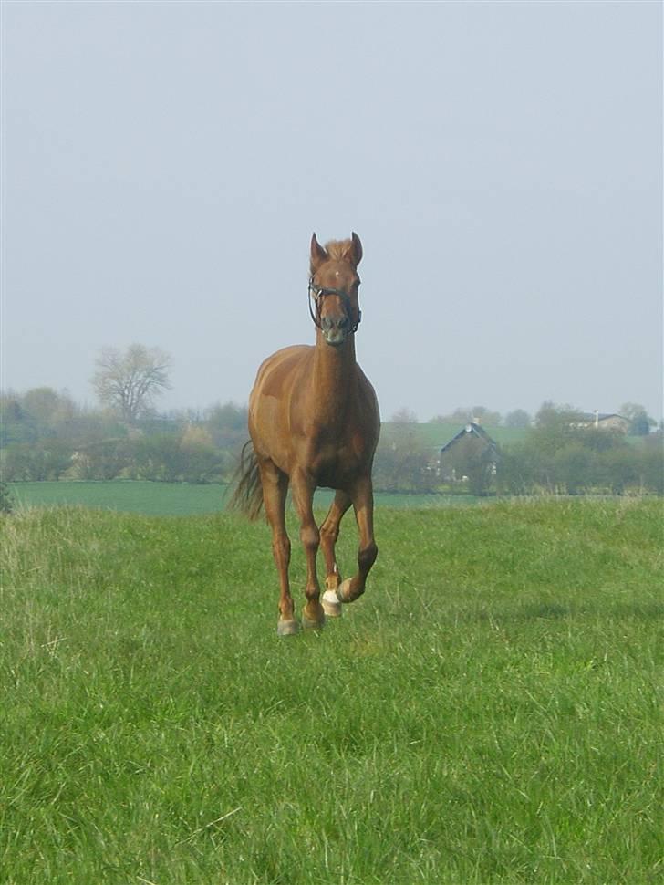 DSP Tanja  billede 3