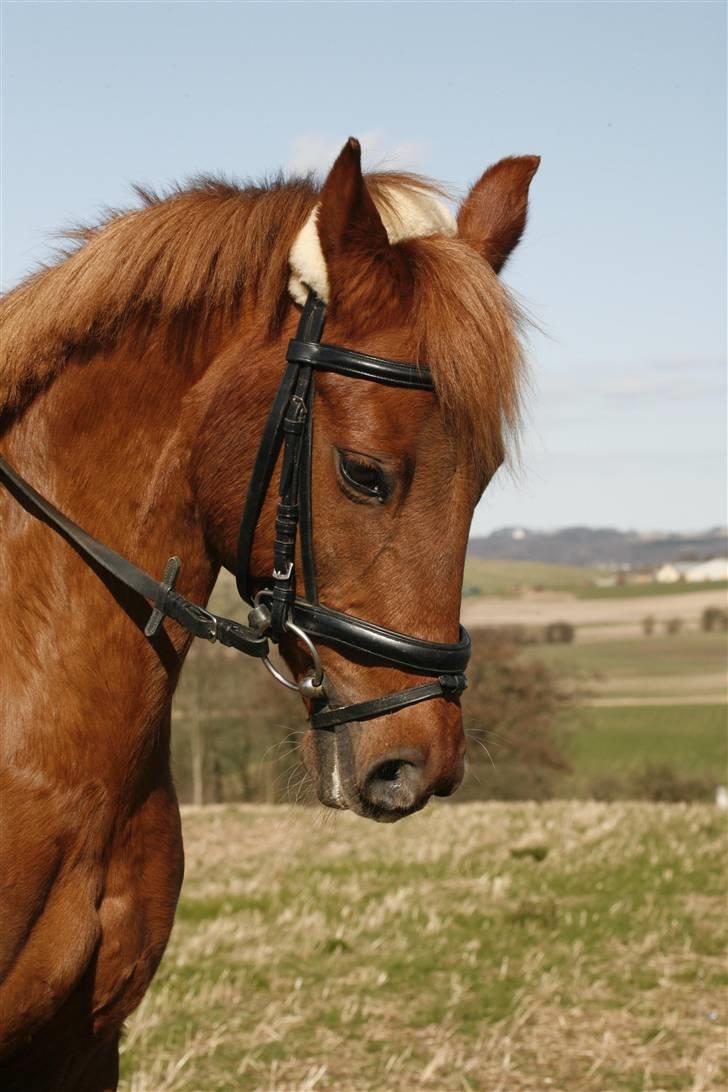 DSP Tanja  billede 4