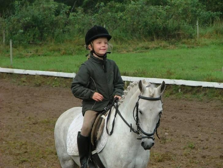 Welsh Pony (sec B) HATI  solgt  - ved sin ny ejer svaner dig  billede 17