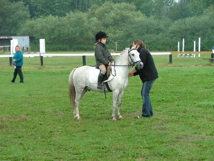 Welsh Pony (sec B) HATI  solgt  - ved sin ny ejer svaner dig  billede 19