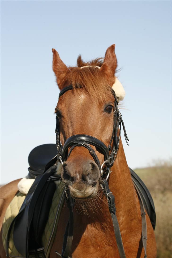 DSP Tanja  billede 6