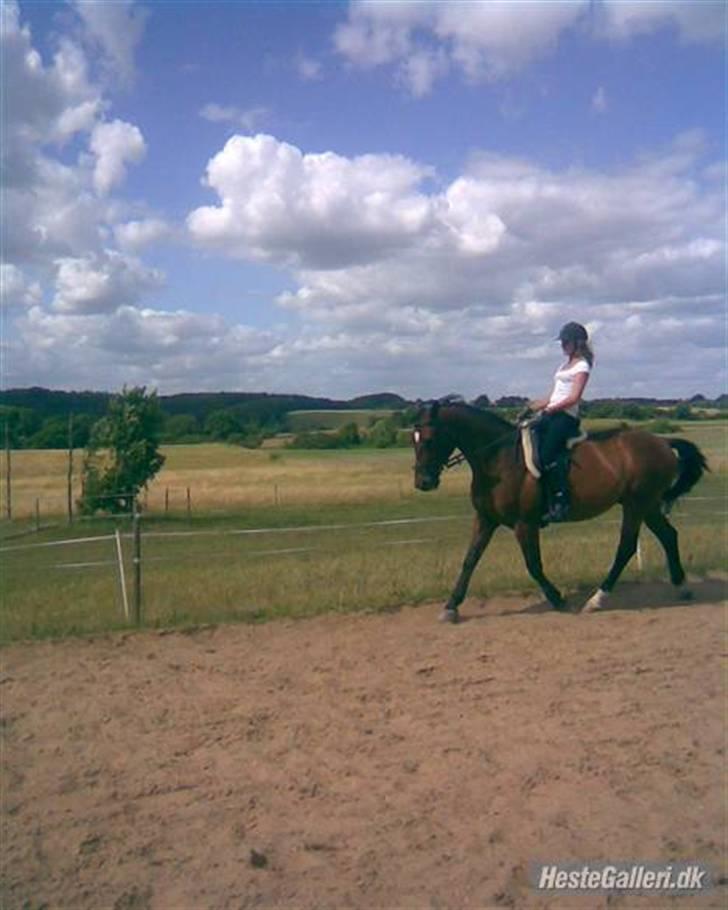 Dansk Varmblod Benjamin - den store. <3 billede 7