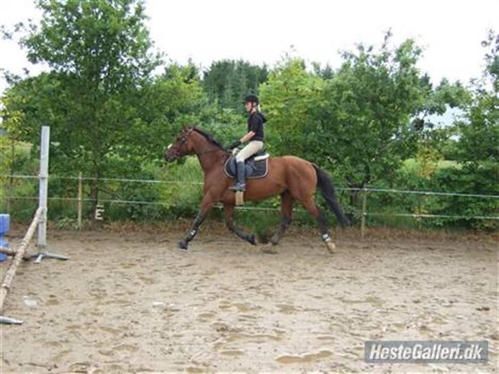 Dansk Varmblod Benjamin - den store. <3 billede 8