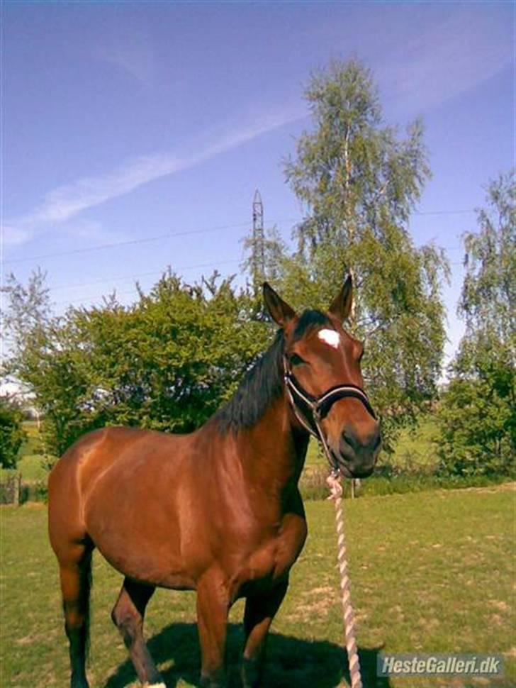 Dansk Varmblod Benjamin - den store. <3 billede 9