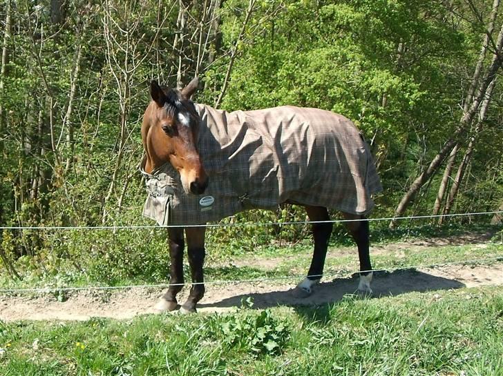 Dansk Varmblod Benjamin - den store. <3 billede 10