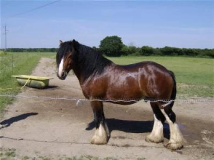 Irish Cob Bakkegårdens Blossom - Far; Satin´s Royal Oak billede 7