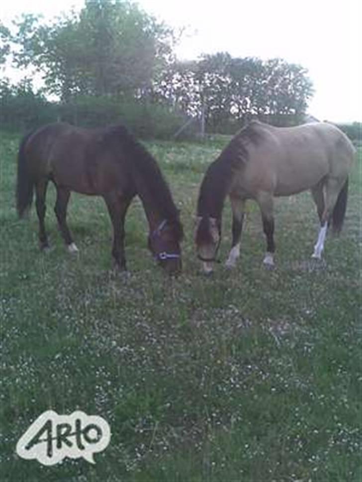 Anden særlig race Marco - Marco og Sunday...  billede 6