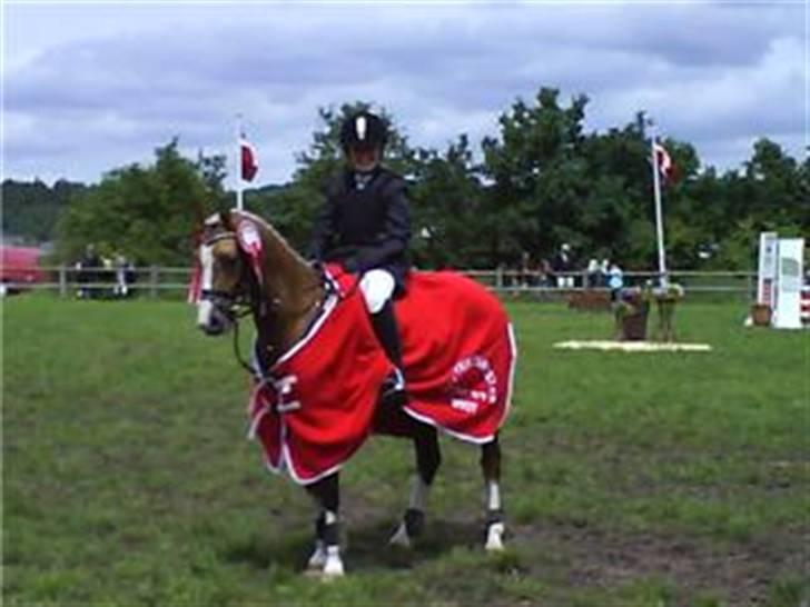 Welsh Pony af Cob-type (sec C) Faya Lobi 2002 Kasto-Glas - Distiktsmester individuel 2007 billede 1