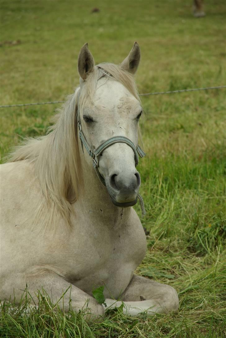 Anden særlig race Kosmo van Klaverborch - 09. billede 7