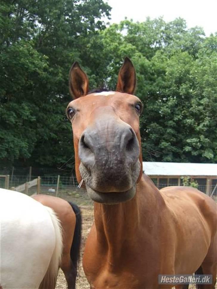 Dansk Varmblod Benjamin - den store. <3 billede 12