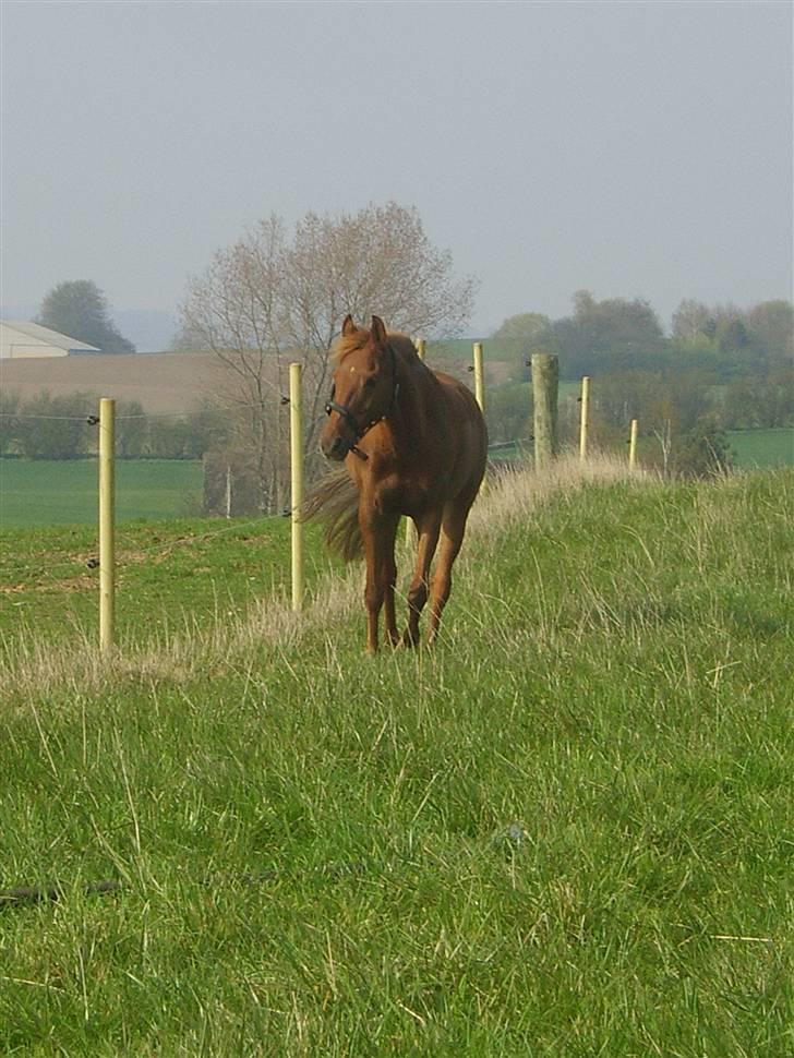 DSP Tanja  billede 8