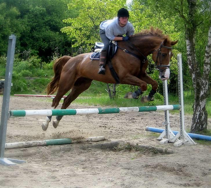 Hollandsk Varmblod Max R.I.P - Lille tørgrav. Maj 09. billede 18