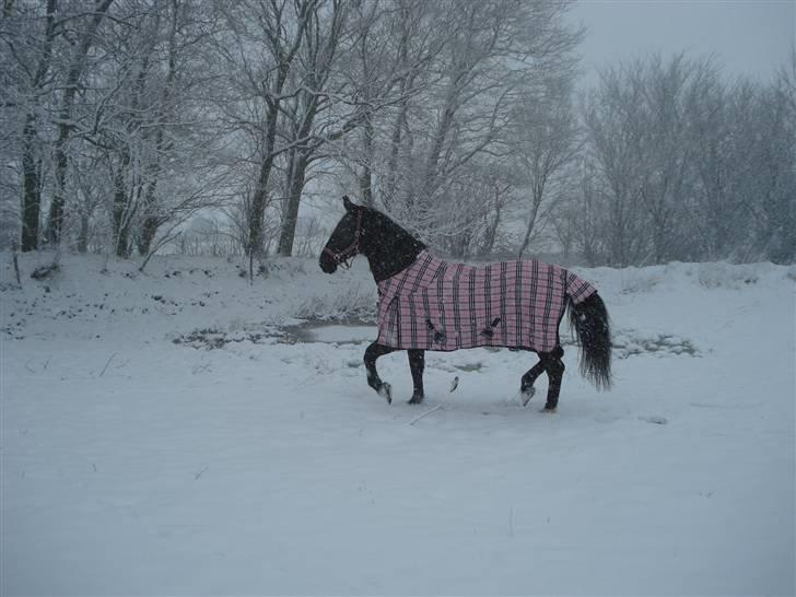 Oldenborg Spirit*RIP* billede 14