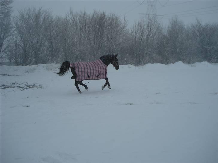 Oldenborg Spirit*RIP* billede 15