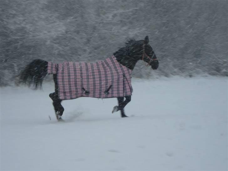 Oldenborg Spirit*RIP* billede 16