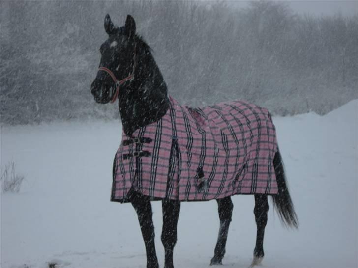 Oldenborg Spirit*RIP* billede 17