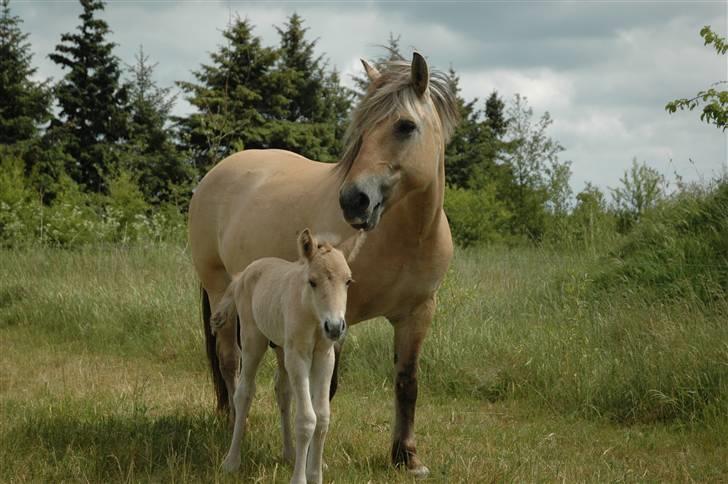 Fjordhest Stella - Den smukke hoppe ved siden af føllet er Stella for en del år siden. billede 1