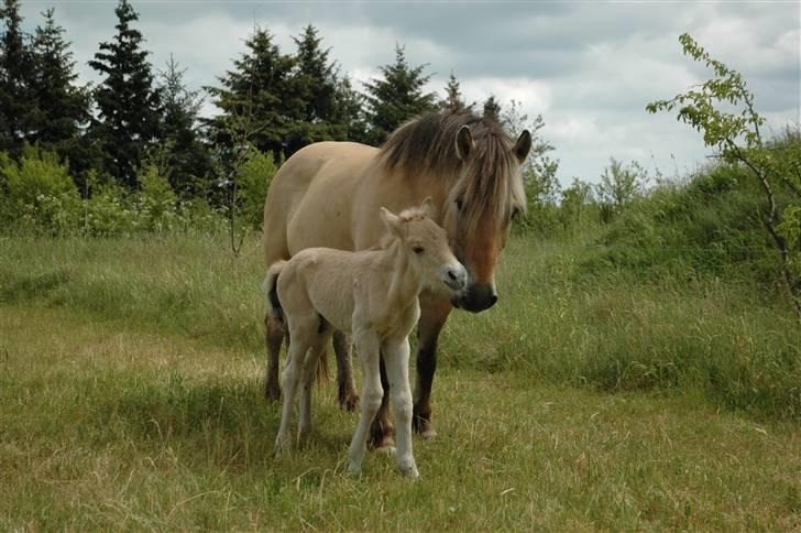 Fjordhest Stella - Smukke Stella. Føllet hedder Sheik billede 2
