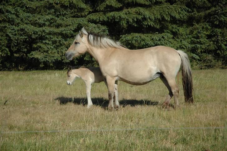 Fjordhest Stella - AAH! Så slapper vi lige af på marken. billede 3