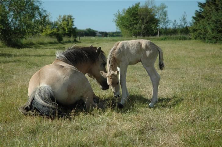 Fjordhest Stella - Hygge med mor billede 4