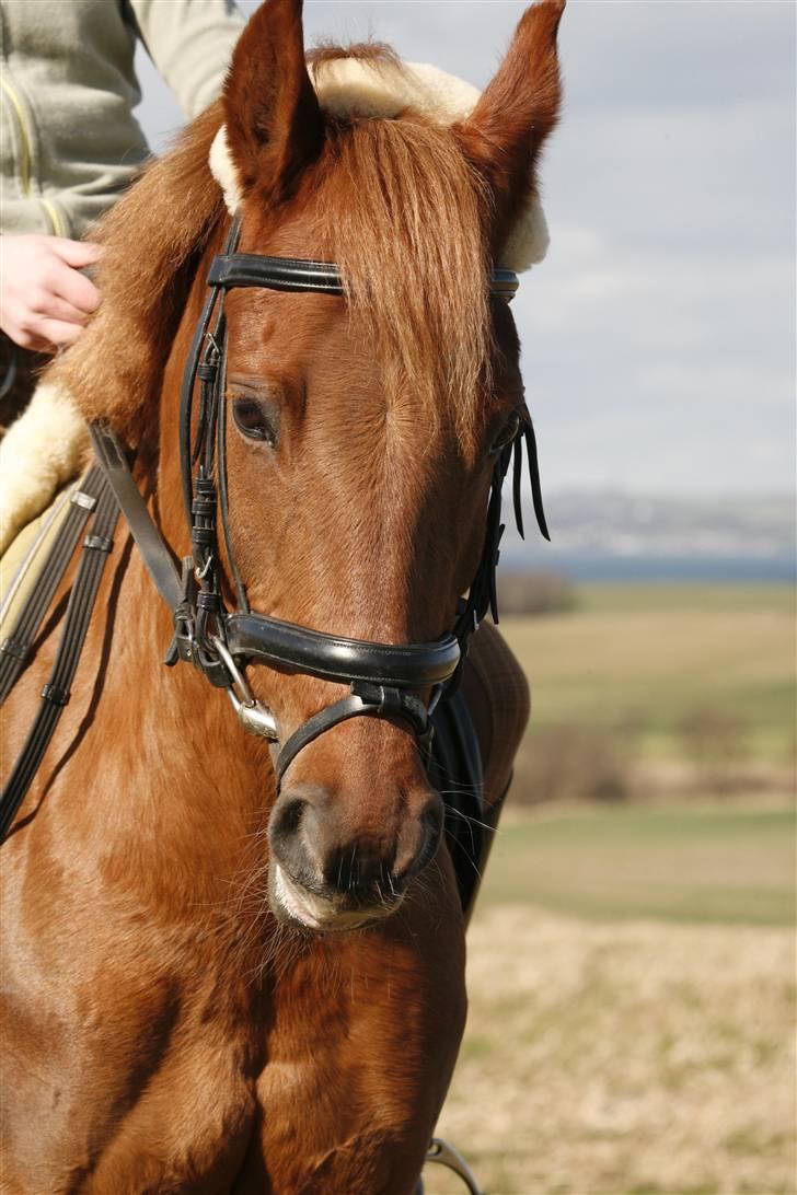 DSP Tanja  billede 9