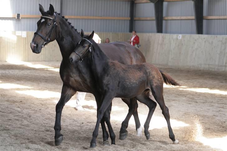 Oldenborg Chassie Moon *Solgt* - Chassie og Chamomix til følskue d. 25. Juli - Chassie 4 måneder - Chassie gik fløj med rene 8 taller, og 8 i helhed :D billede 3