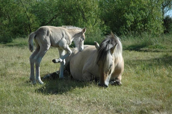 Fjordhest Stella - Så skal der tumles. Op med sig mor! billede 5