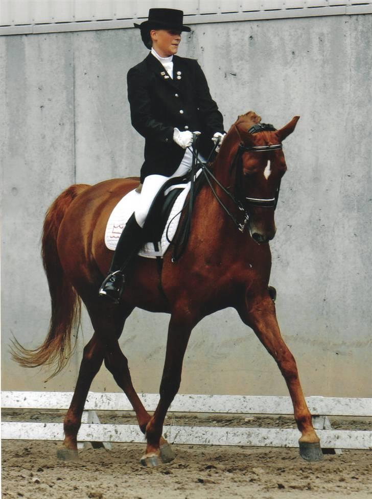 Dansk Varmblod Lizette Grand Prix hest i dressur - Jydsk Rideuge 2008 billede 2