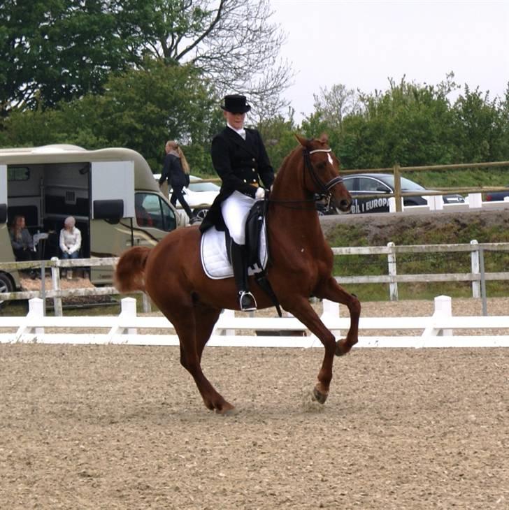 Dansk Varmblod Lizette Grand Prix hest i dressur - ECCO CUP Middelfart D. 16 maj 2009 billede 3