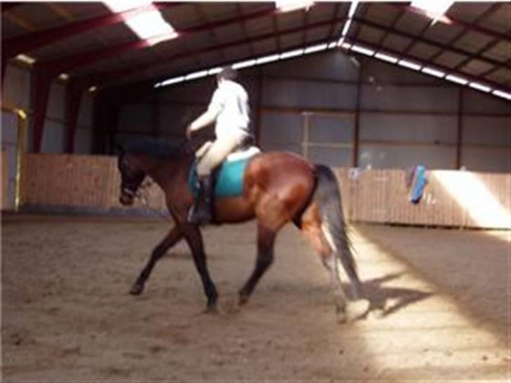 Traver Hanibal *Solgt* - Min banihal <3  billede 9