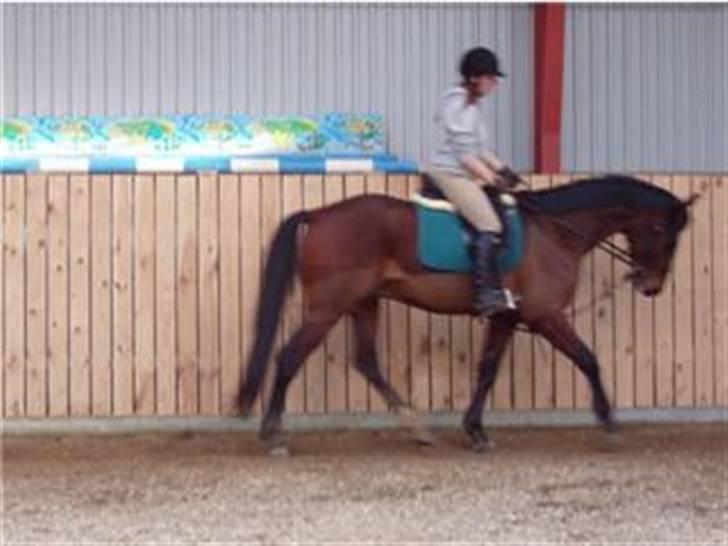 Traver Hanibal *Solgt* - Min banihal <3  billede 10