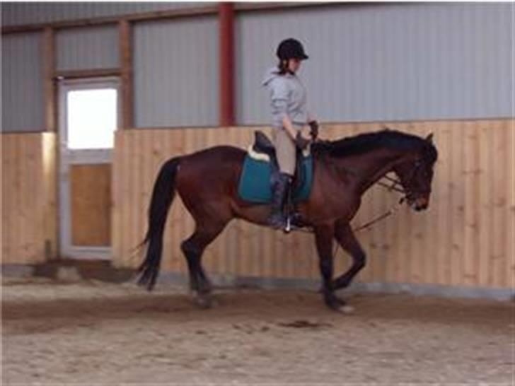 Traver Hanibal *Solgt* - Min banihal <3  billede 11