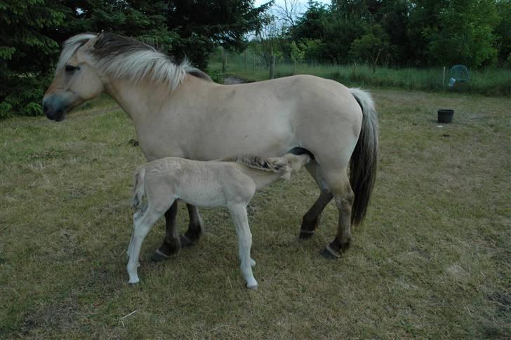 Fjordhest Stella billede 6