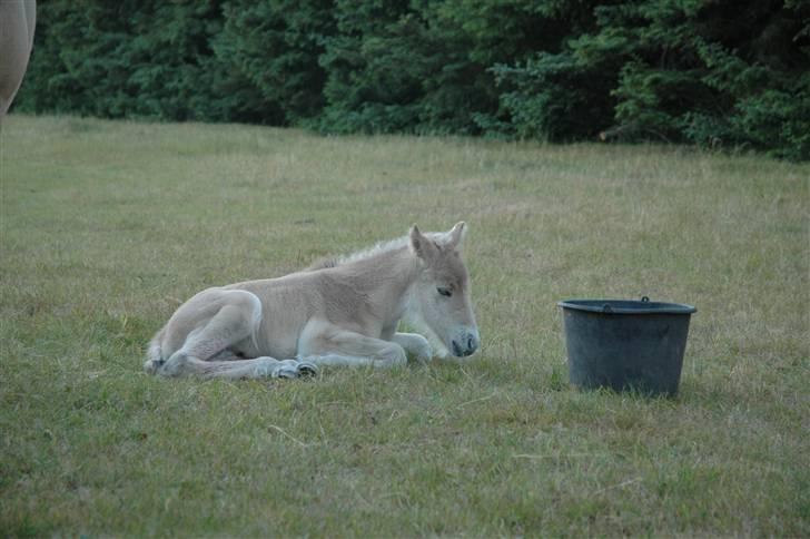 Fjordhest Stella - Nu er jeg træt. Sovetid billede 7