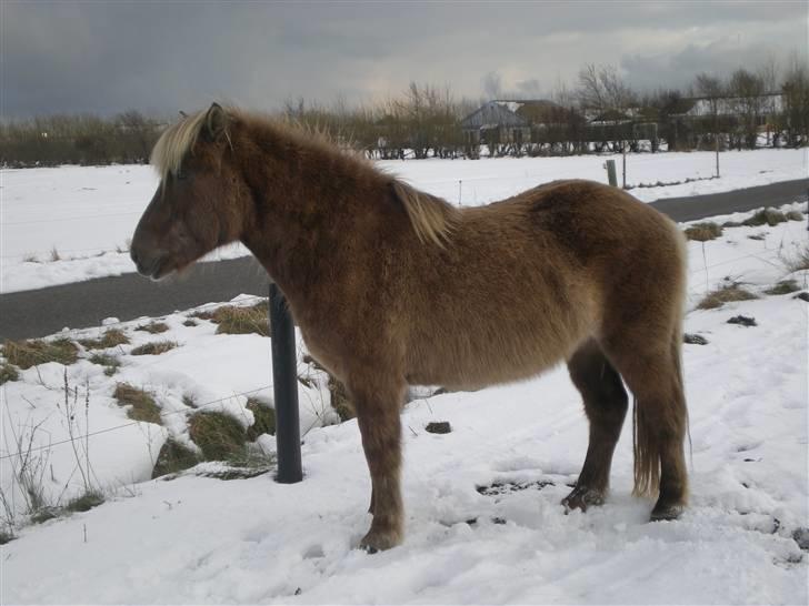 Islænder Solgt: Jóki fra Voreslyst billede 9