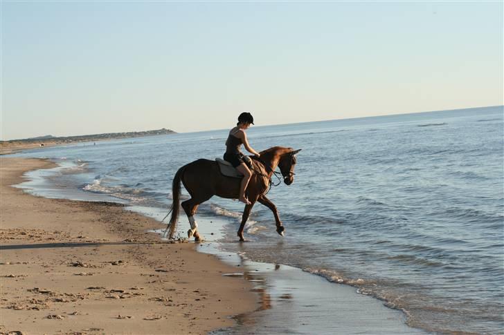 Anden særlig race Cassiopeia - stranden 08<3 billede 9