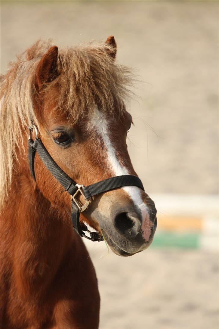 Anden særlig race Min egen Katinga<3 - Velkommen til katinga"s profil.. billede 1