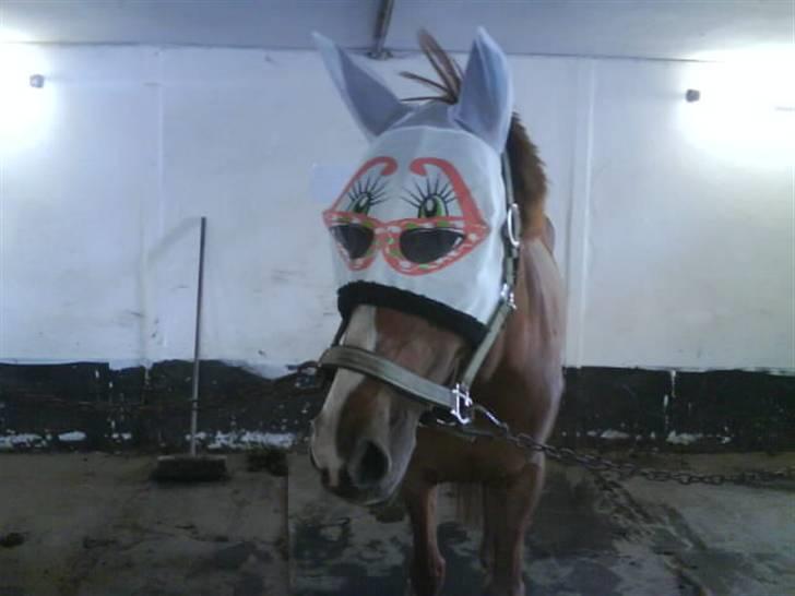 Anden særlig race Cassiopeia billede 12