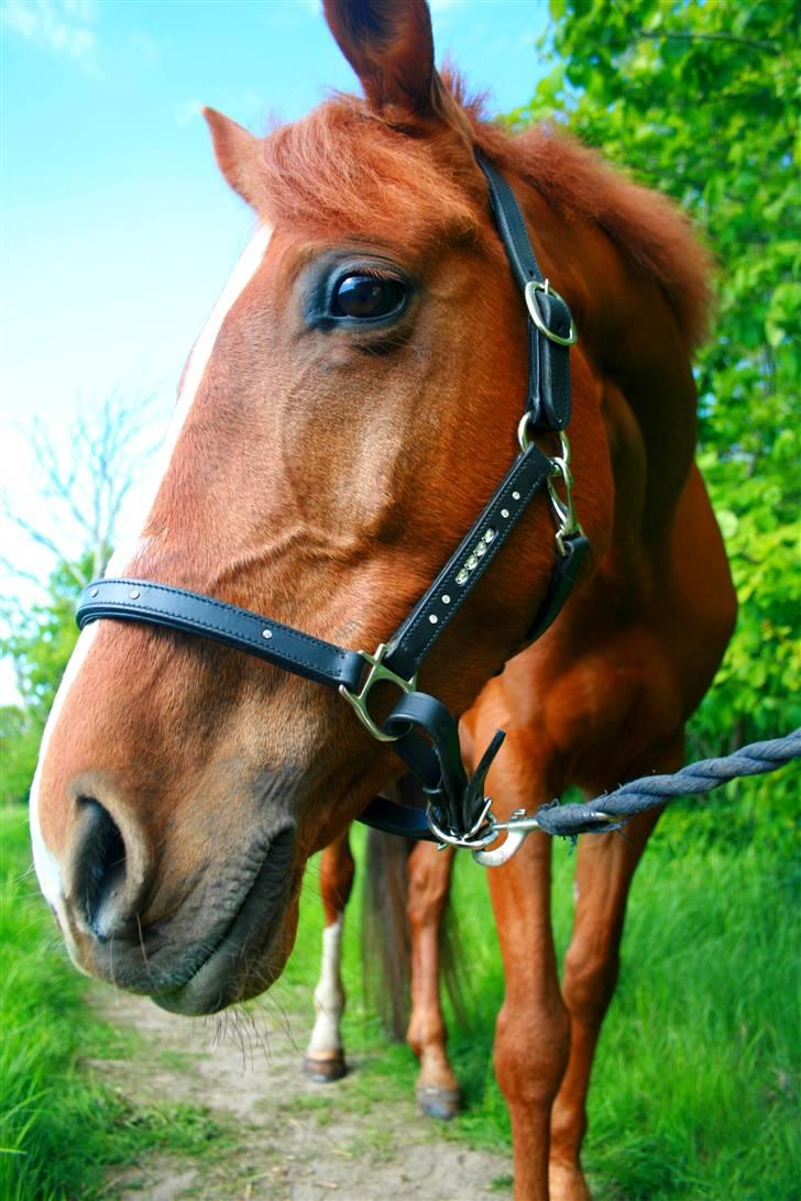 Anden særlig race Cassiopeia - Yo´Hotte<3 billede 17