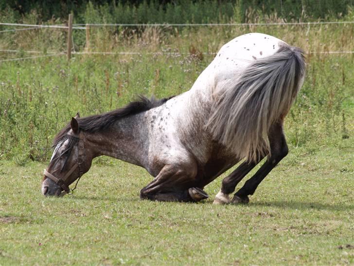 Irsk Sportspony Phoenix Top Spot *Solgt* - *4* Øhm... Jeg ved ikk helt hva hun laver?? xD Foto: Mig billede 4