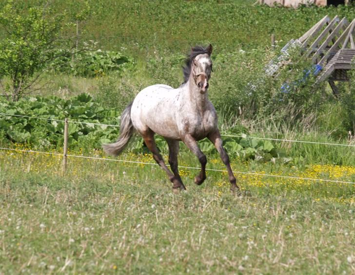 Irsk Sportspony Phoenix Top Spot *Solgt* - *12* Galop på folden, smukkere bliver det ikke <3 Foto: Mig billede 12