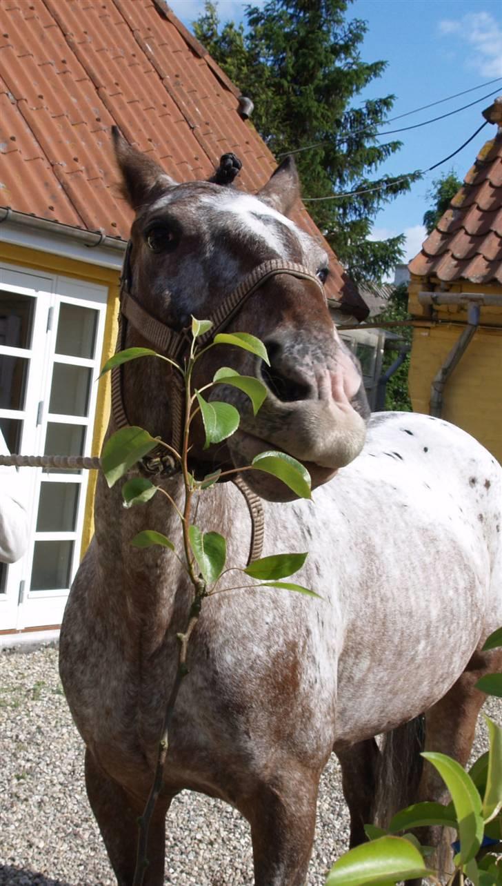 Irsk Sportspony Phoenix Top Spot *Solgt* - *13* "Altså, jeg så jo denne her flotte æblegren, og så tænkte jeg, DEN MÅ JEG HA´!" xD -Puha slemme pony ;p Foto: Mig billede 13