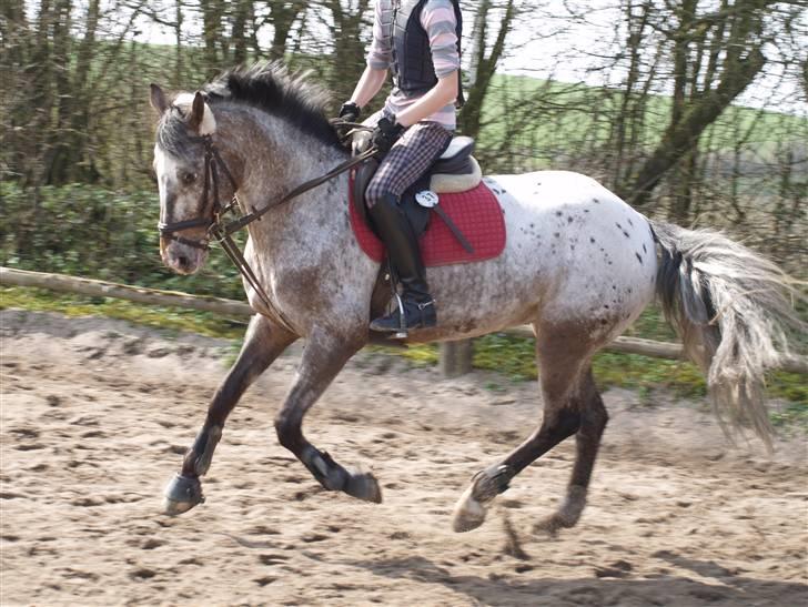 Irsk Sportspony Phoenix Top Spot *Solgt* - *15* Dressur med glidetøjle... :p <3 Foto: Min mor billede 15