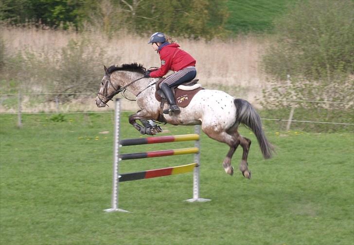 Irsk Sportspony Phoenix Top Spot *Solgt* - *18* Træning SMIR forår 2010 <3 Foto:  Min mor billede 18