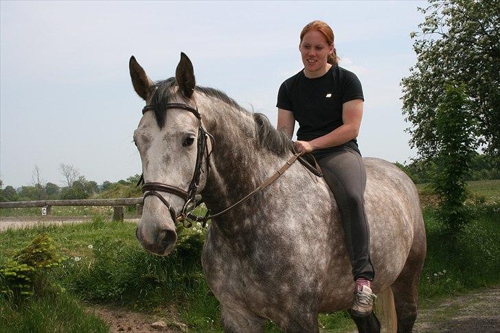 Dansk Varmblod Casia - sommer 2010 billede 20