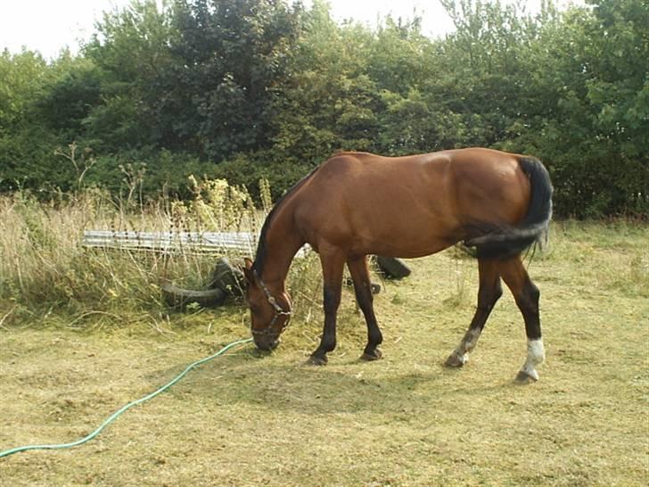 Anden særlig race Leandro - Det første billede jeg har af Leandro... Det var inden jeg fik ham... :-) billede 1
