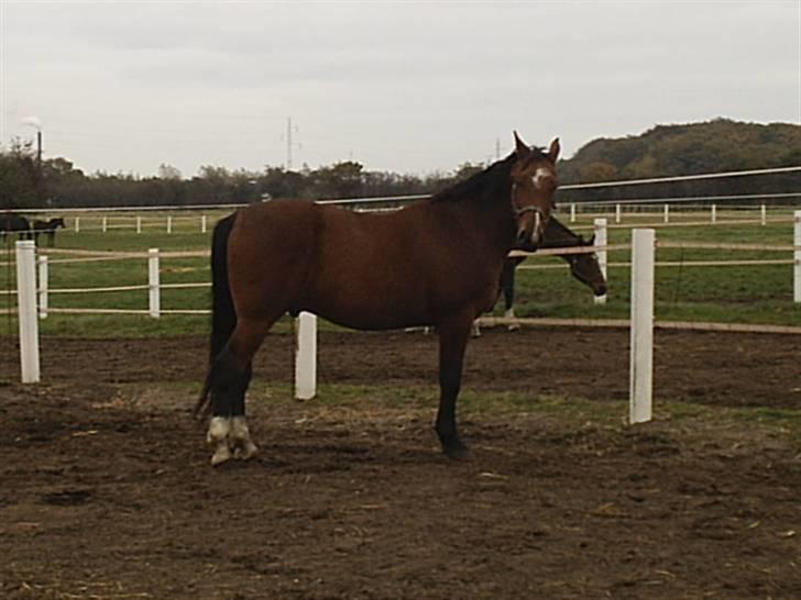 Anden særlig race Leandro - En forårsdag i Løgumkloster billede 2