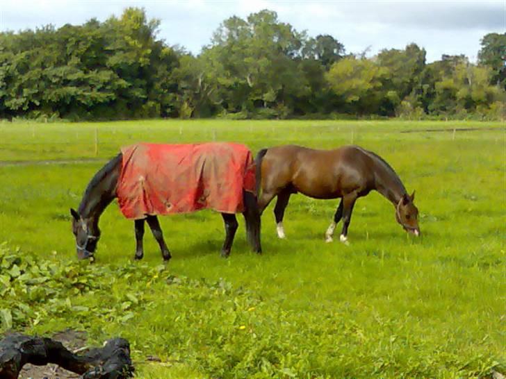 Anden særlig race Leandro - Nogle af Leandro´s venner " La Cour og Leslie " billede 3